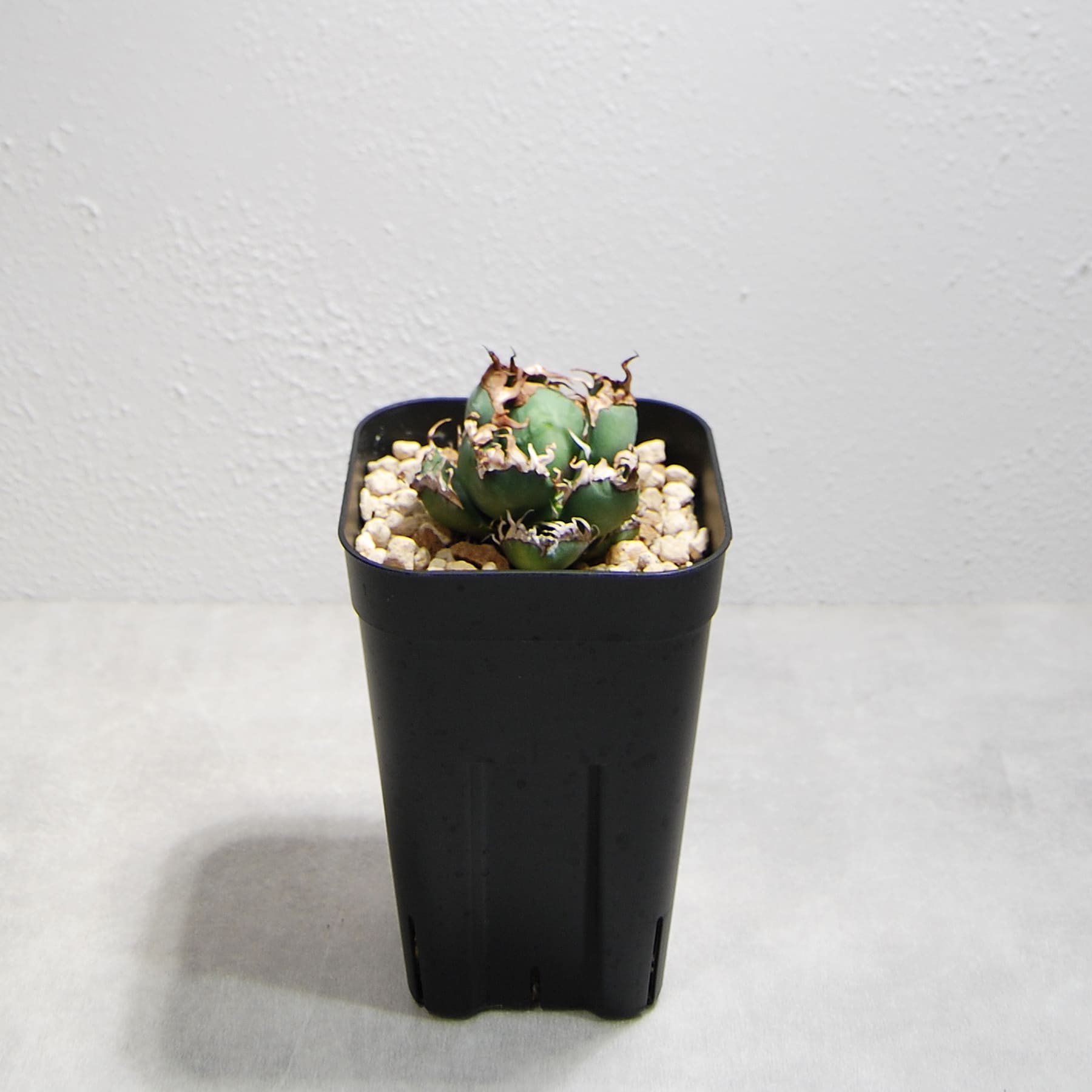 アガベ チタノタ シーザー（凱撤）OS17 – linkplants -リンクプランツ-