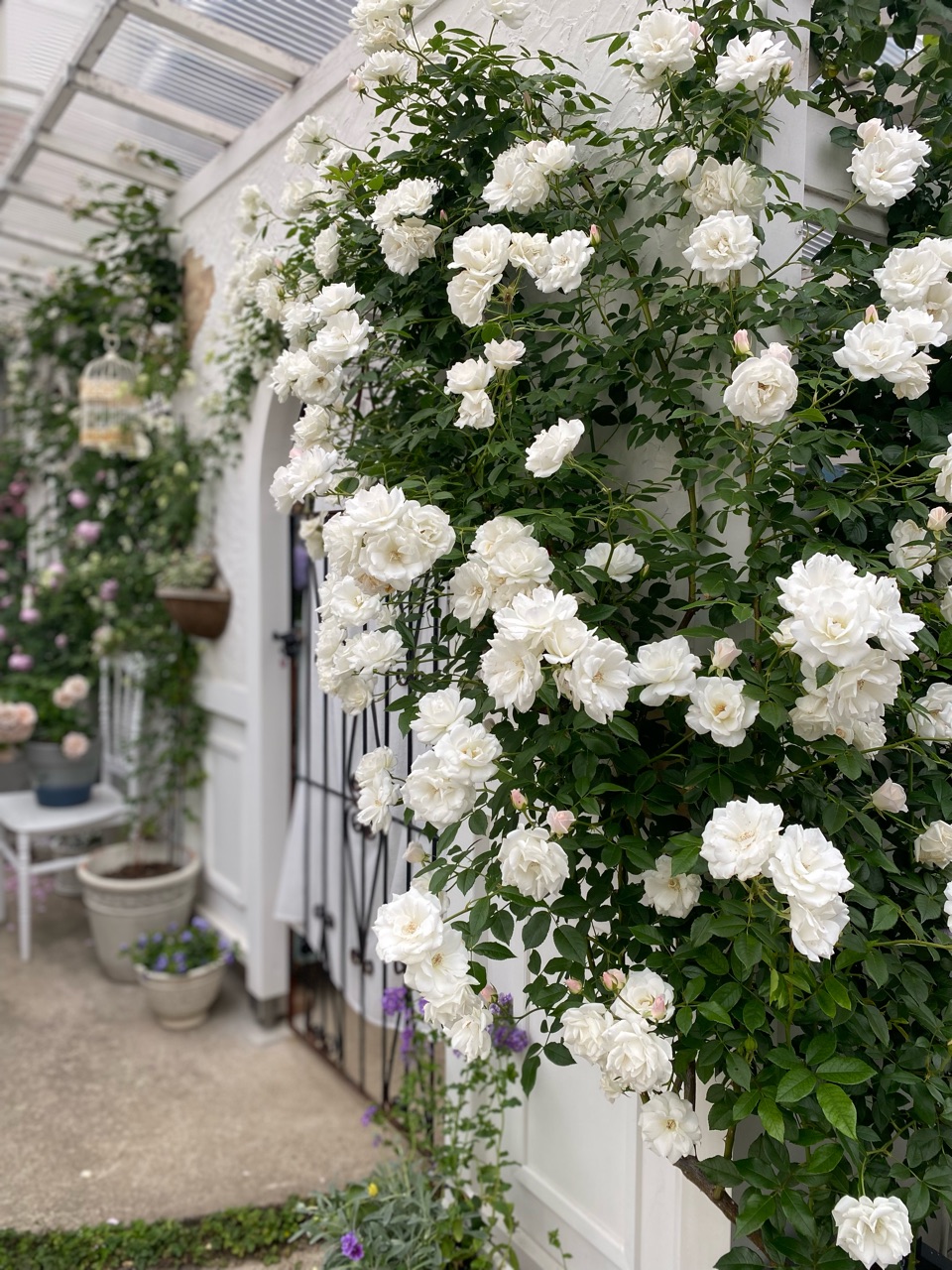 2番 つるバラ アイスバーグ 5／17撮影 2番 つるバラ アイスバーグ 5／