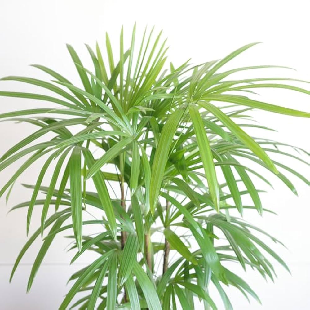 Amazon.co.jp: 棕櫚竹 シュロチク ファイバーセメント鉢カバー付