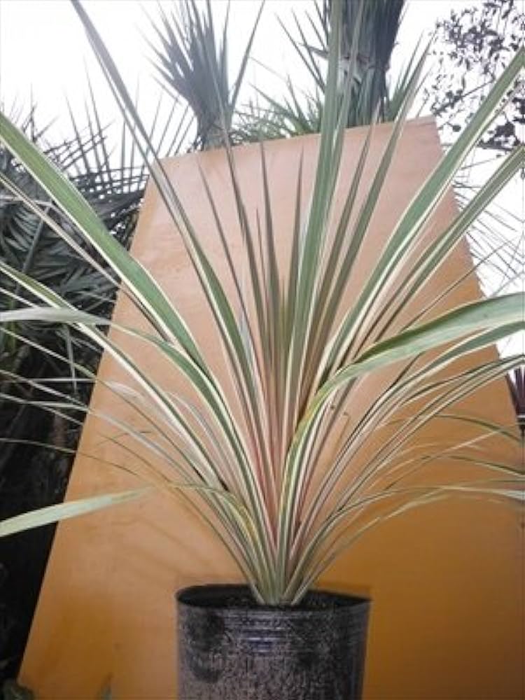 Amazon | コルジリネ 苗木 トーベイダズラー コルディリネ リゾート