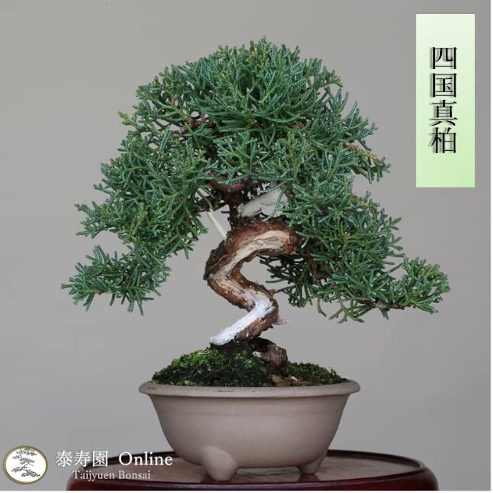 Amazon.co.jp: 四国真柏 ミニ盆栽（捻転・ジン・シャリ）【泰寿園
