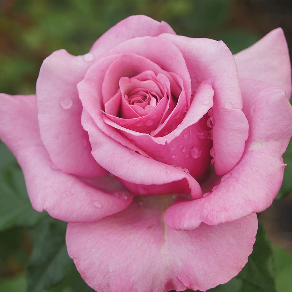 Amazon.com : Heirloom Roses Rose Plant - Purple Fragrancia Purple