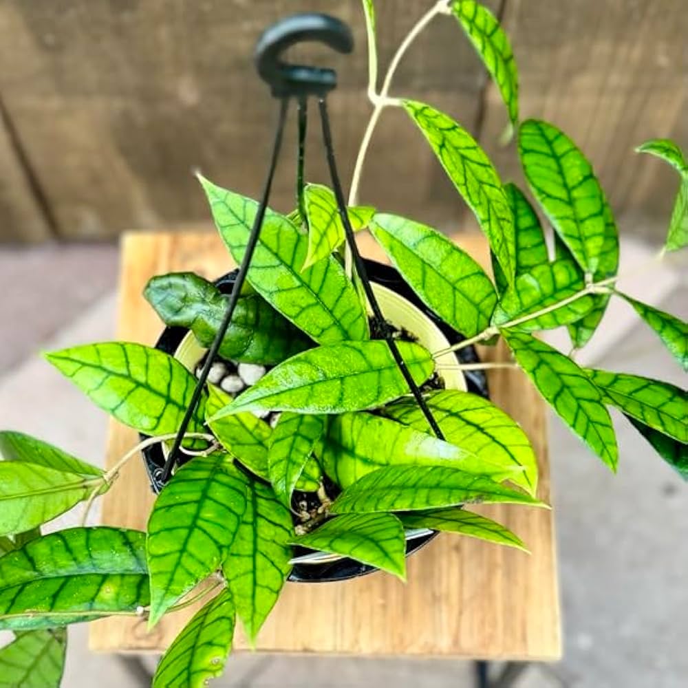 Amazon｜おしゃれ 観葉植物：ホヤ カリストフィラ*5号吊り鉢｜観葉植物