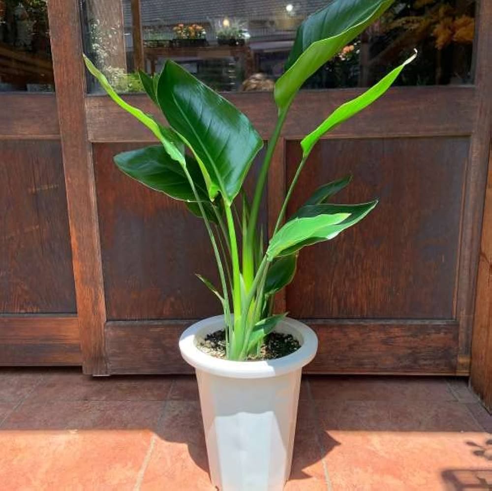 Amazon｜ストレリチア オーガスタ （ストレチア）極楽鳥花 7号鉢室内