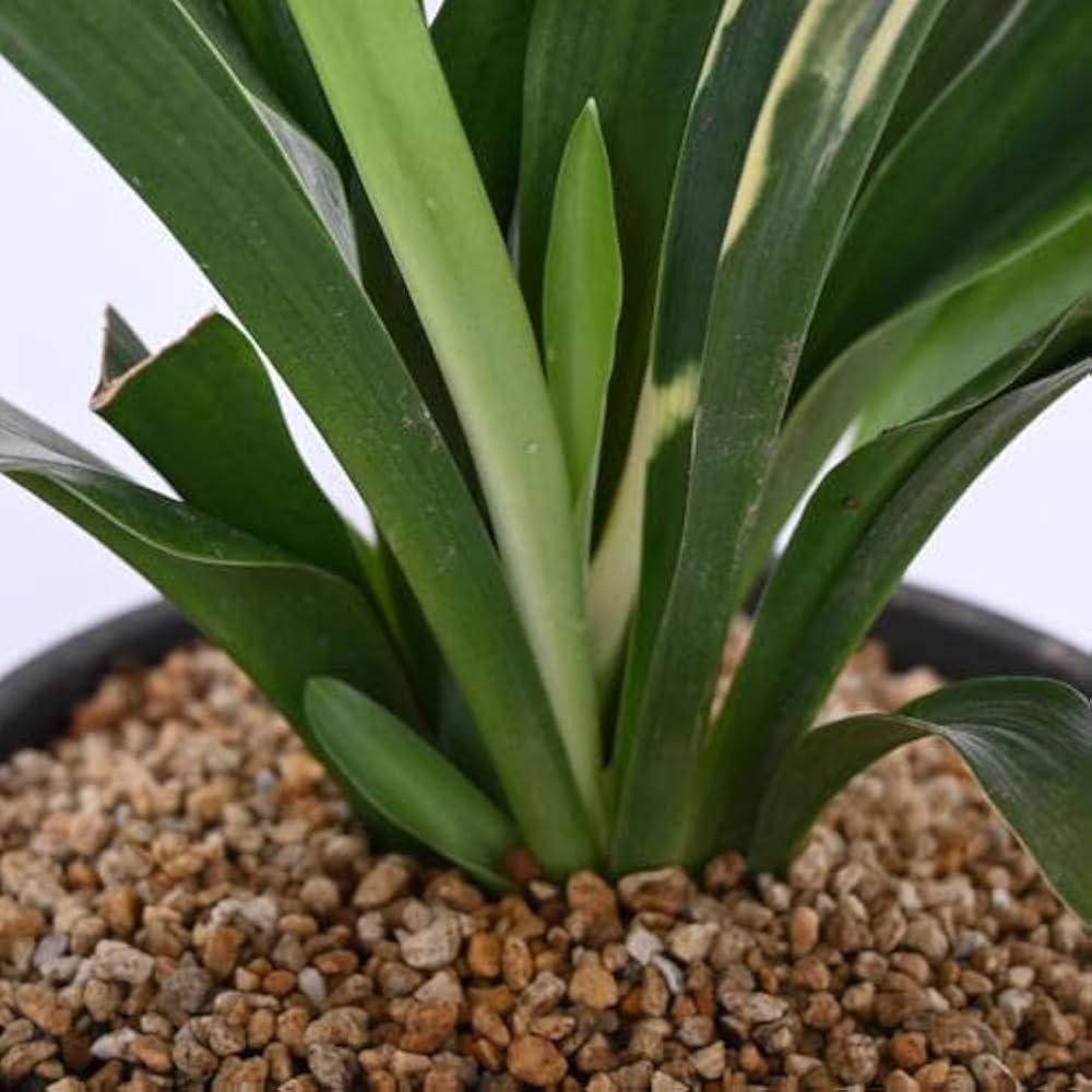 Amazon｜陶器鉢植えおもと観葉植物 斑入り葉万年青宝船万年青 万年青6