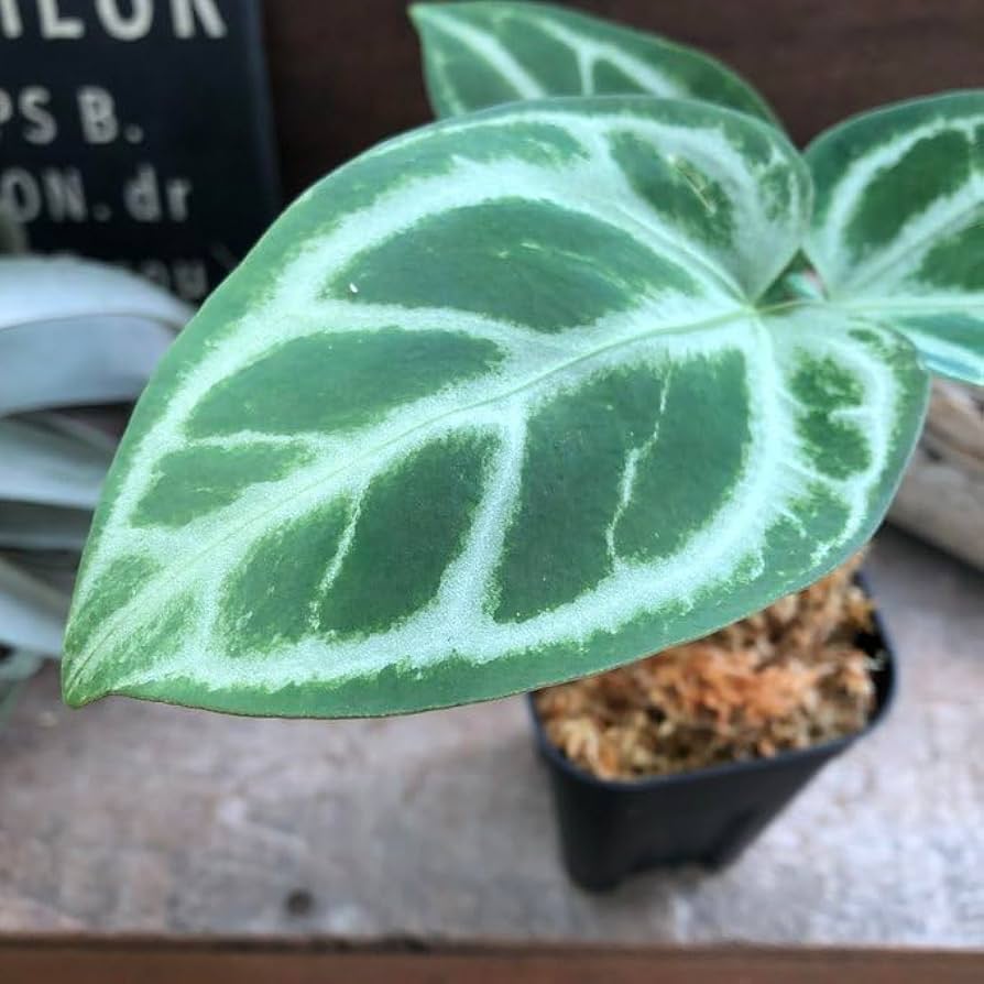 Amazon | アンスリウム SKGシルバーハイブリッド ×マグニフィカム