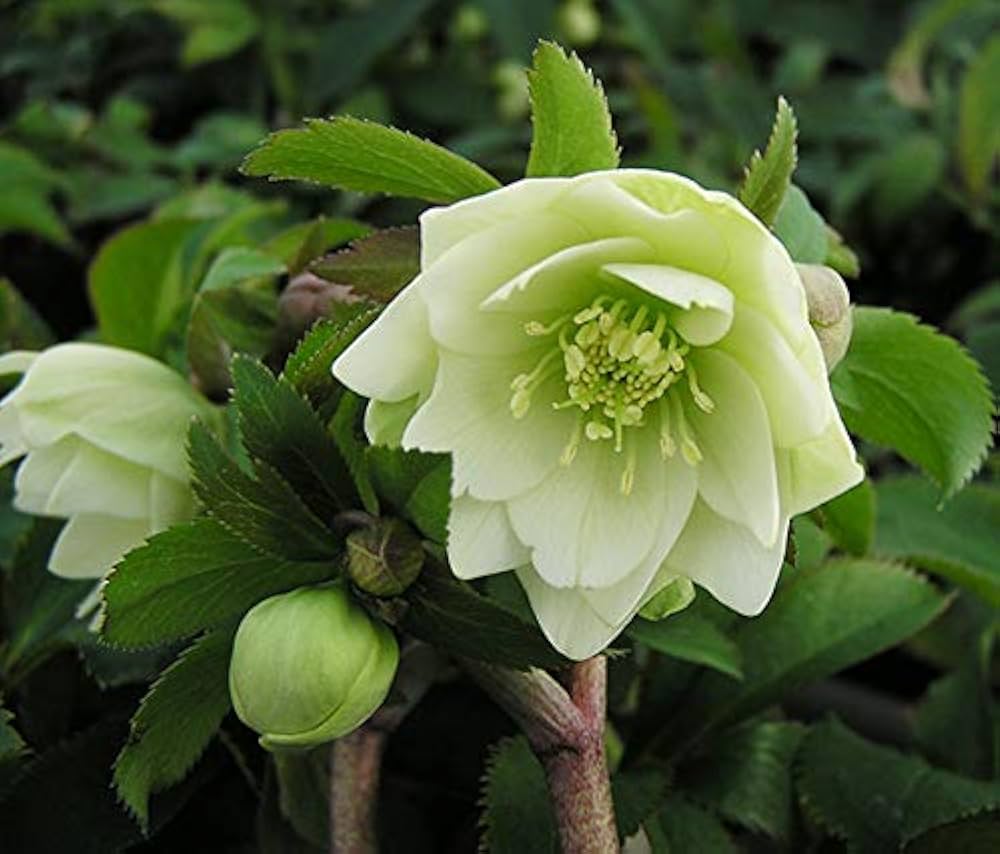 Amazon.co.jp: 花苗 ミヨシのクリスマスローズ プチドール 沙羅-さら