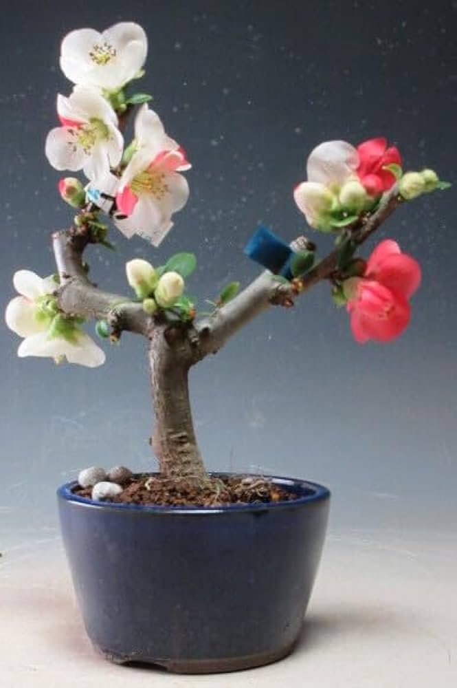 Amazon.co.jp: 盆栽 ボケ（日月星）（紅白咲き分け）の鉢植えミニ盆栽