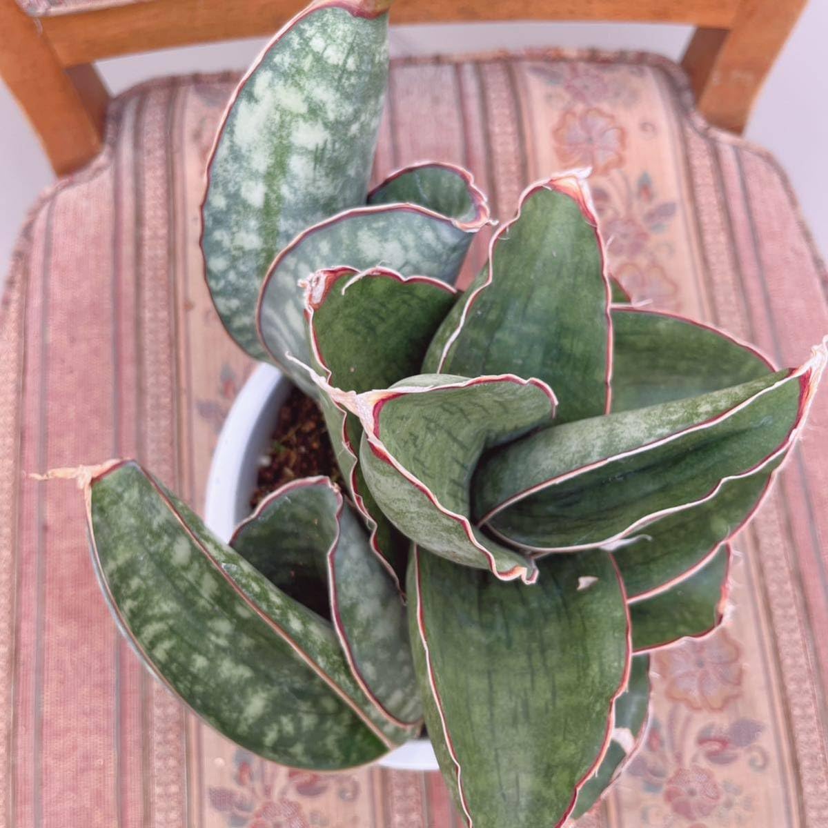 Amazon.co.jp: サンスベリア ドラゴンウイング 5号 子株付き 大型大株