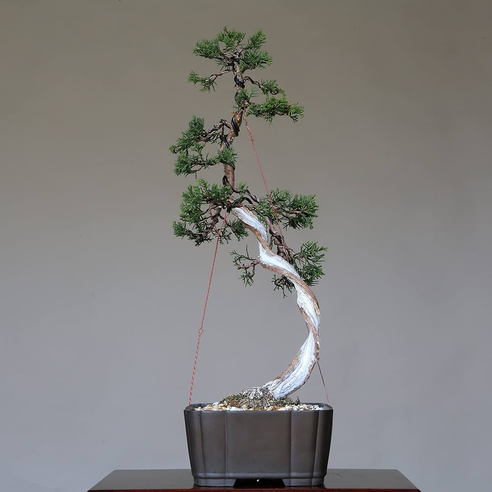 Amazon.co.jp: 糸魚川真柏 文人木 盆栽（捻転板幹）【泰寿園 Online