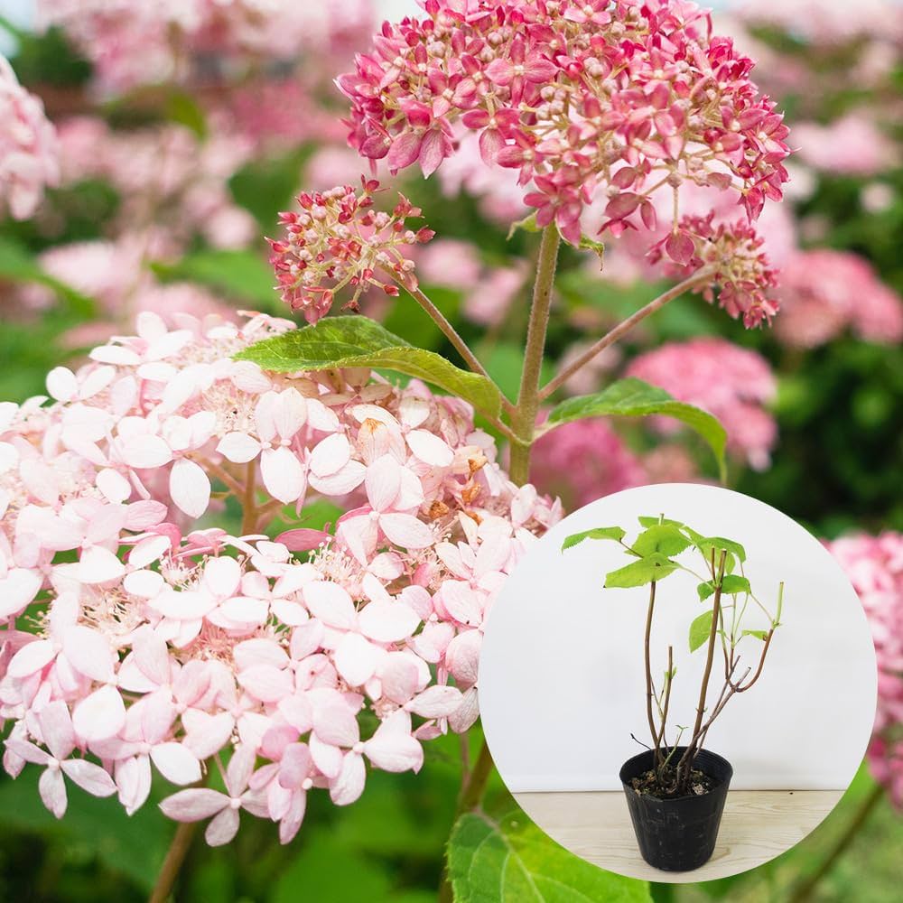 Amazon.co.jp: 【 2026年開花予定株 】アナベル 苗 苗木