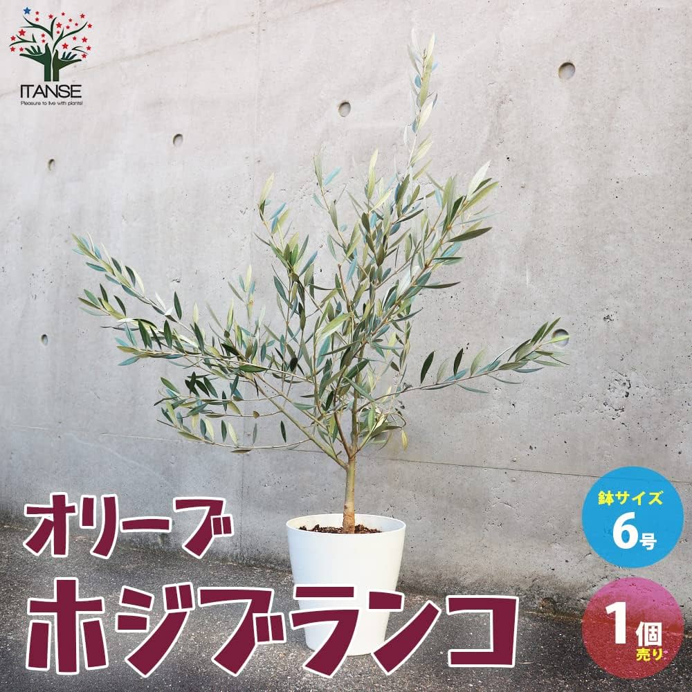 Amazon.co.jp: オリーブの苗木 品種：ホジブランコ(オヒブランカ) 6号