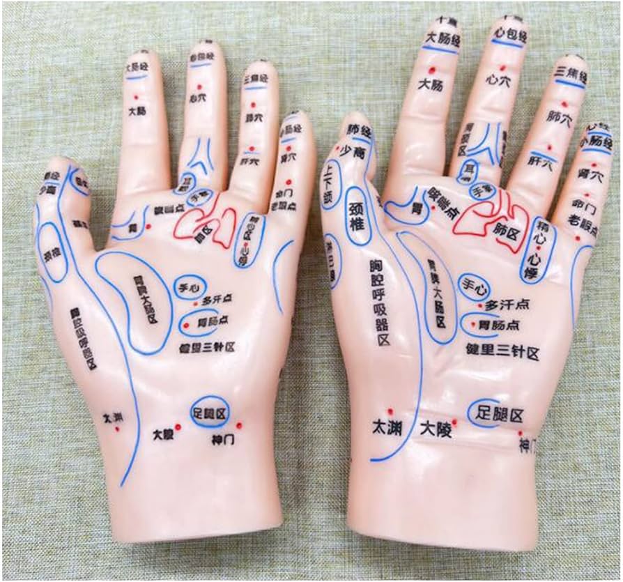 Amazon.co.jp: 耳と手と足のツボモデル、中国医学のツボモデル鍼灸耳