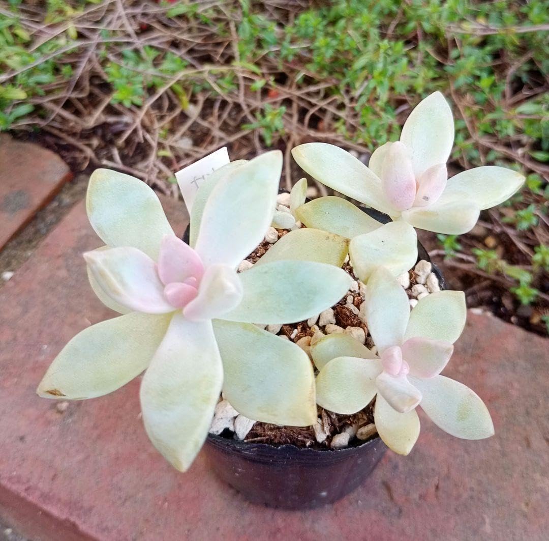 Amazon｜桜牡丹 4頭 多肉植物｜観葉植物 オンライン通販