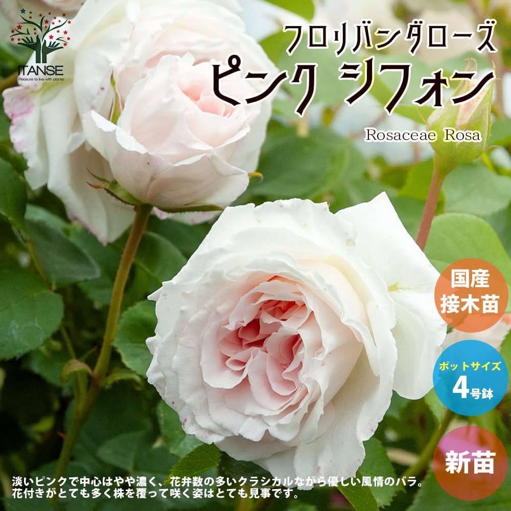 Amazon.co.jp: 薔薇の苗