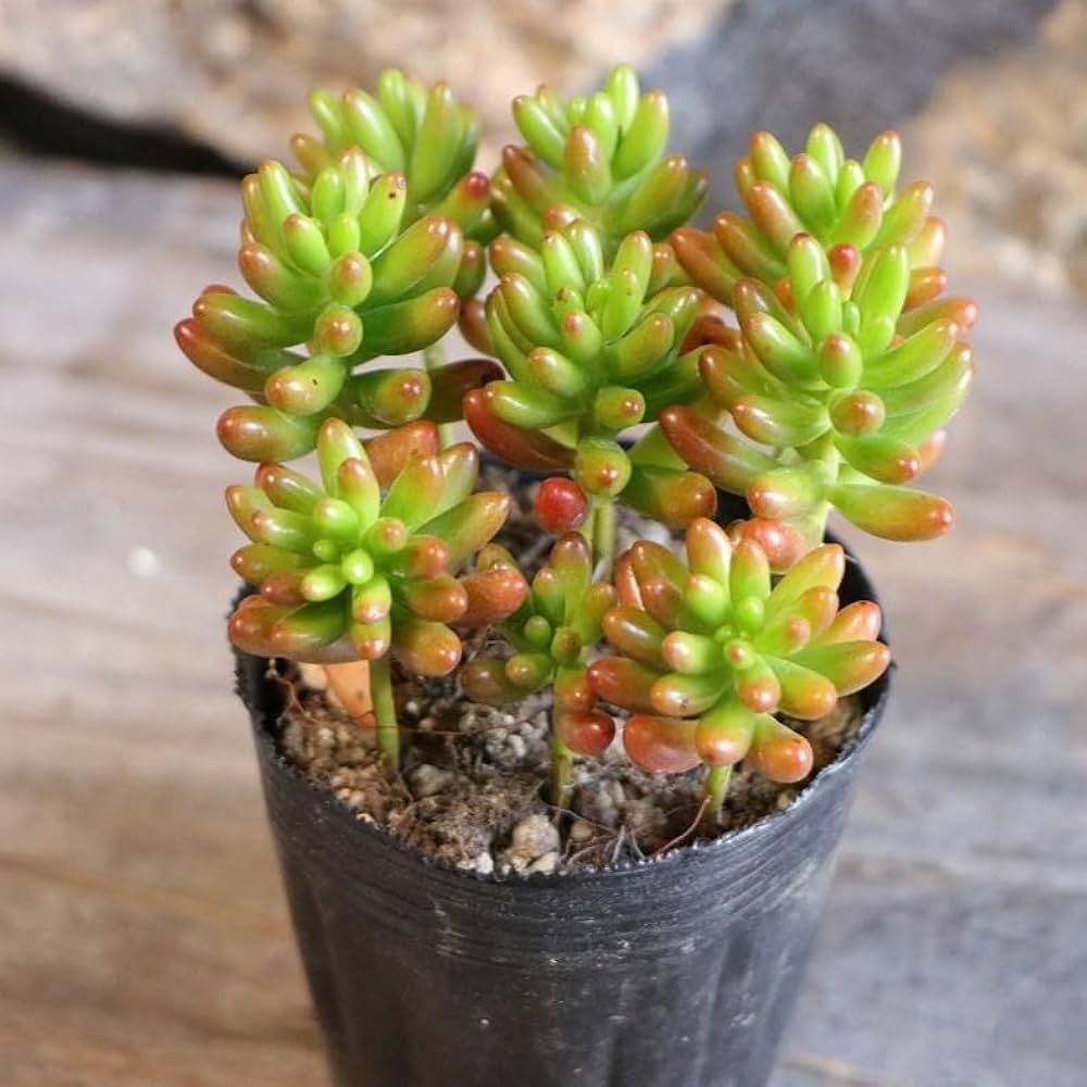 Amazon.co.jp: 多肉植物 セダム 虹の玉 2.5〜3号ポット苗 3株セット