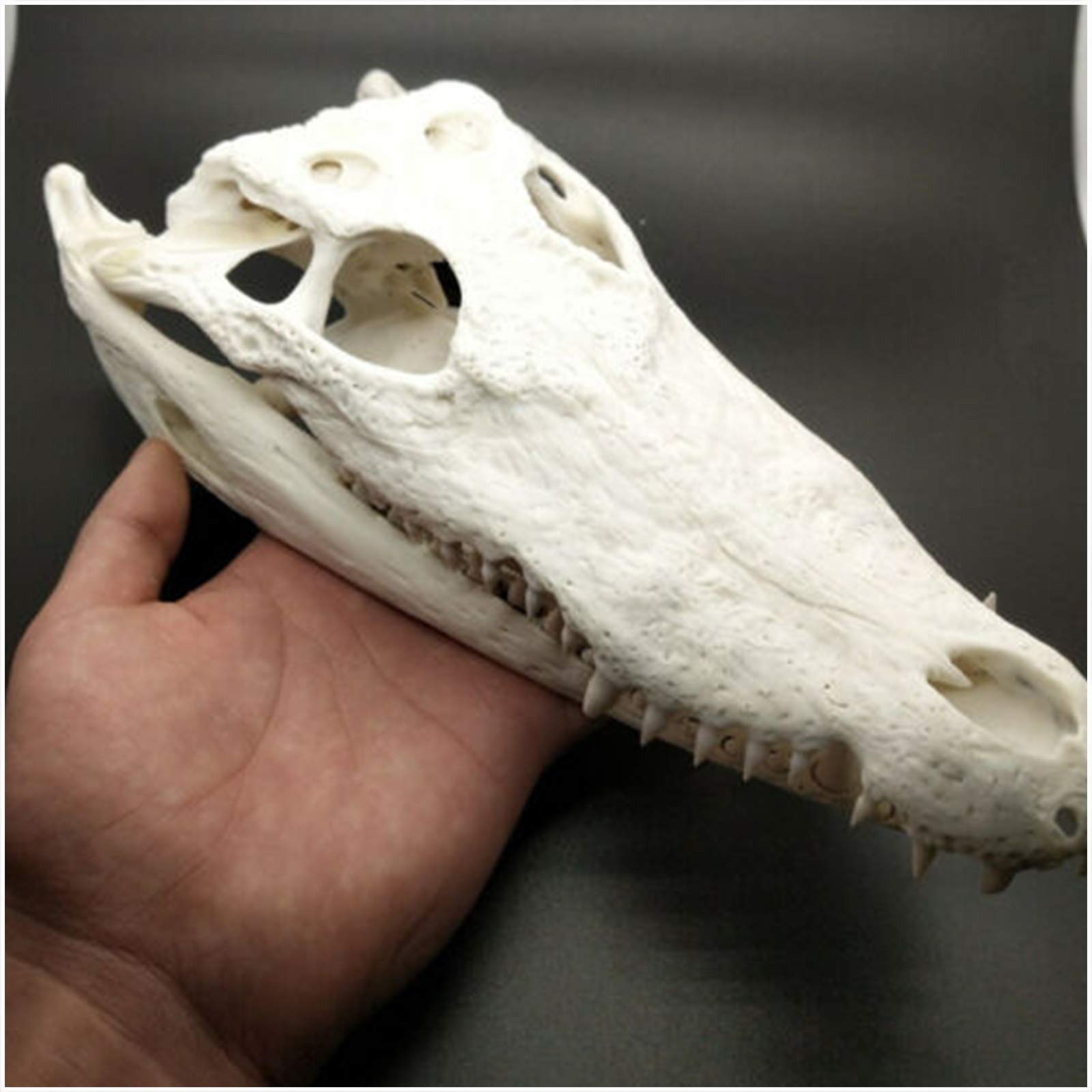 Amazon.co.jp: 本物のクロコダイルの頭蓋骨標本-動物の頭蓋骨モデル