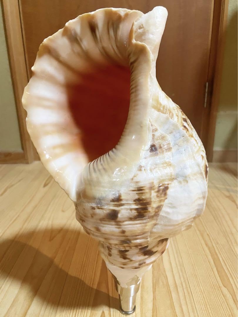 特大肉厚40.5㎝修験道法螺貝 山伏 密教 魔除け ホラガイ ほら貝 特大肉
