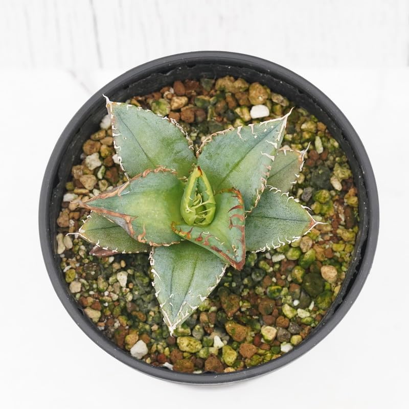 Amazon｜アガベ・チタノタ「豆豆龍（トトロ）」 3.5号鉢｜観葉植物