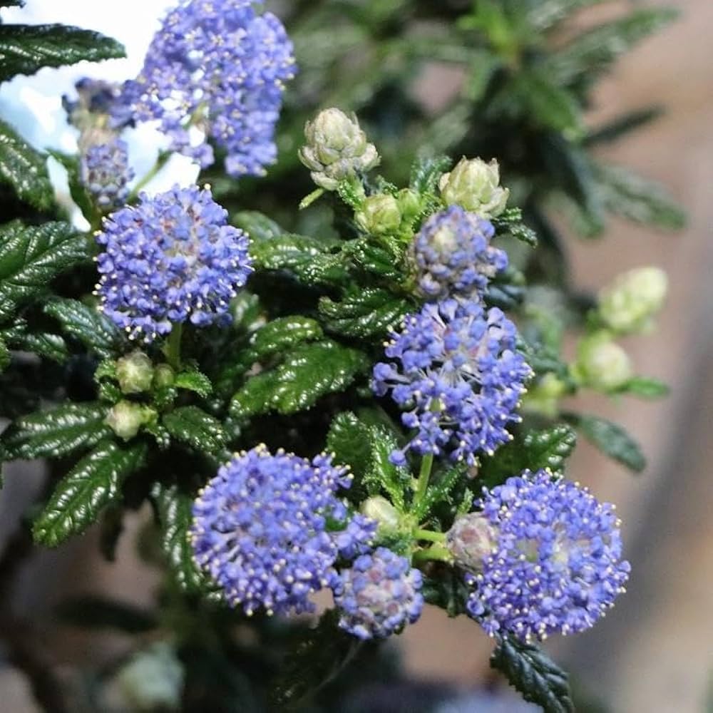 Amazon.co.jp: ノーブランド品セアノサスカリフォルニアライラック