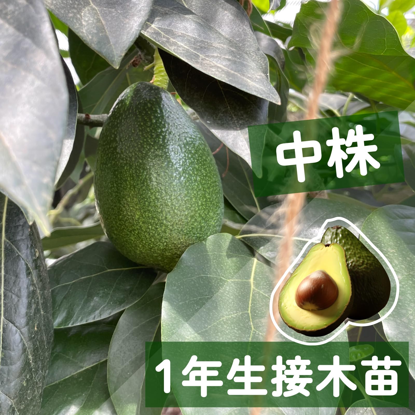 Amazon.co.jp: 【予約受付中】【2026年3月下旬～出荷】アボカド