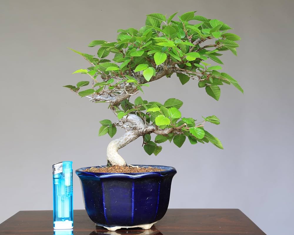 Amazon.co.jp: 『岩四手』イワシデ 小品盆栽【泰寿園 Online】 : DIY