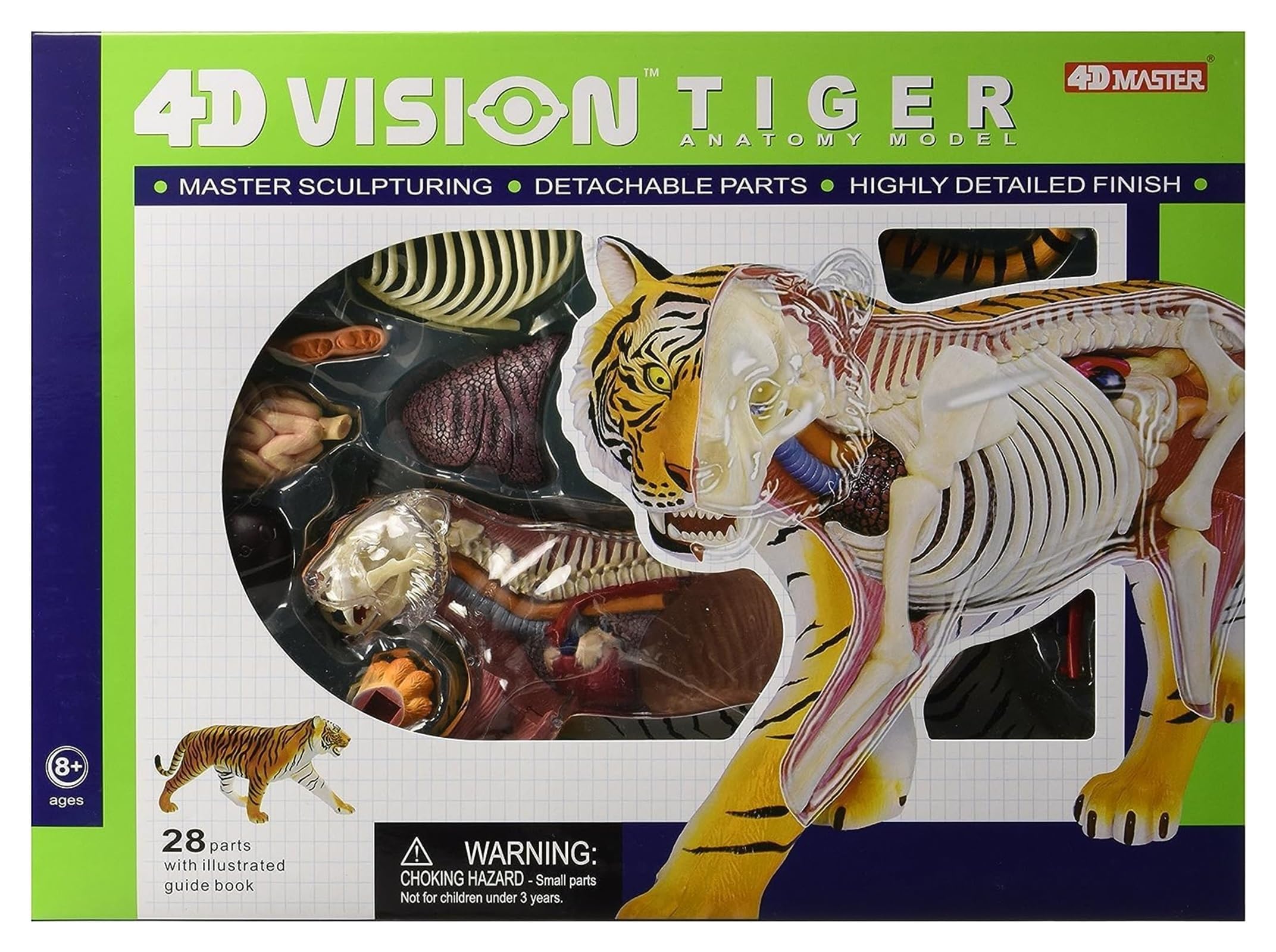 Amazon.co.jp: 解剖モデル トラの臓器解剖学モデル動物生物学