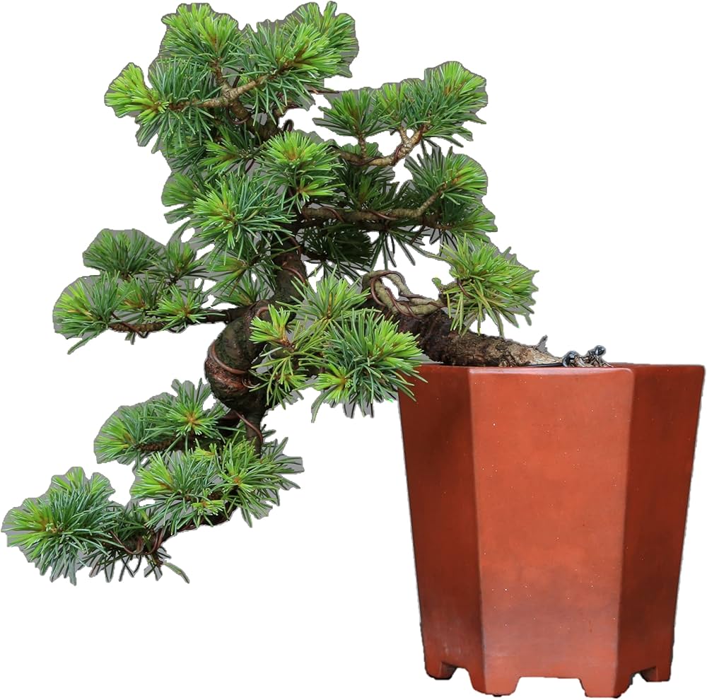 Amazon.co.jp: 八房五葉松『葵』実生 小品盆栽【泰寿園 Online】 : DIY