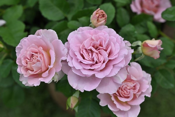 バラ苗【中苗】フリゼ 国産苗 6号鉢植え品《Han-DOR》2025春新品種