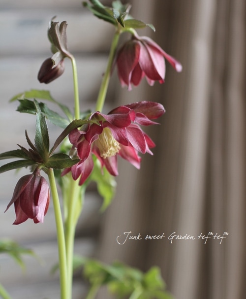 N*所様 クリスマスローズ　開花株　広瀬園芸 N*所様 クリスマスローズ 開花株 広瀬園芸 - メルカリ