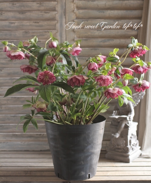 ㉖-414クリスマスローズ i>Helleborus</i><BR><BR>クリスマスローズ・開花株！<BR>『ダブル咲き