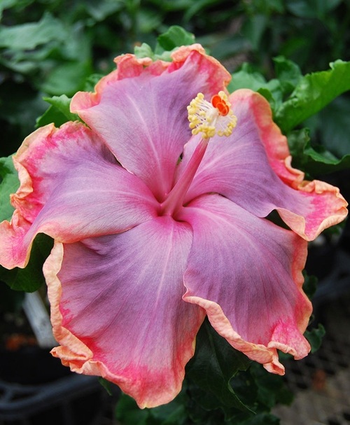 超希少！ハイビスカス 『ネバーランド』 | すべての商品 | | Junk