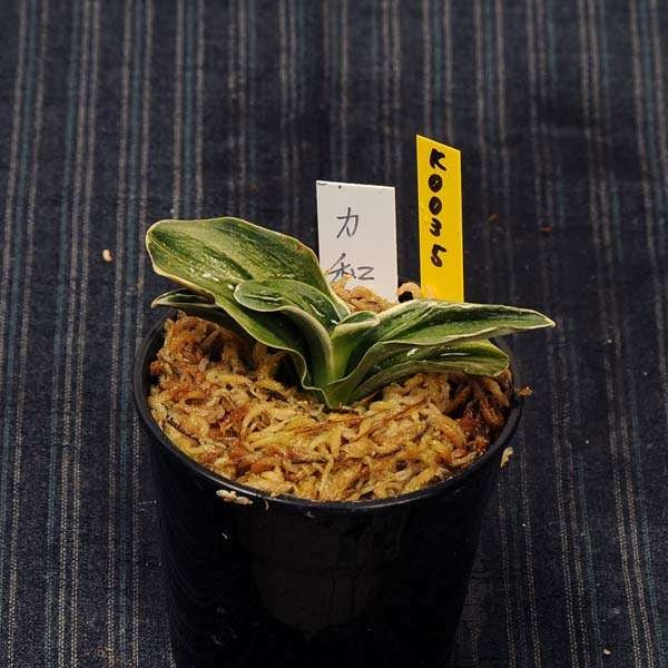 万年青(おもと）：力和(りきわ） 【現品】【送料無料】 | 古典植物