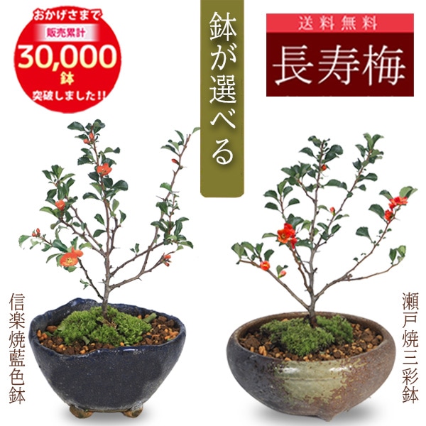 ミニ盆栽：長寿梅(瀬戸焼三彩鉢)*【送料無料】bonsai | ミニ・小品盆栽