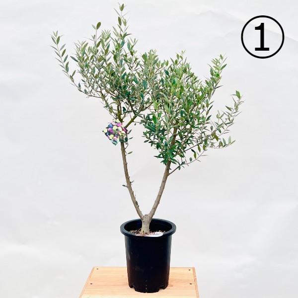おしゃれ 観葉植物 選べる：オリーブの木 セントキャサリン 7号*現品