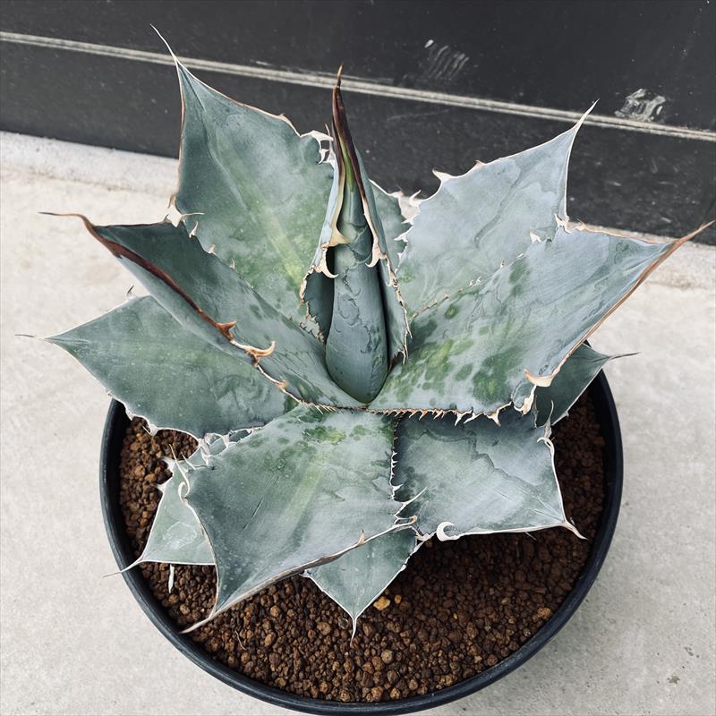 多肉植物：アガベ チタノタ ホワイトアイス*幅32cm 現品！一品限り