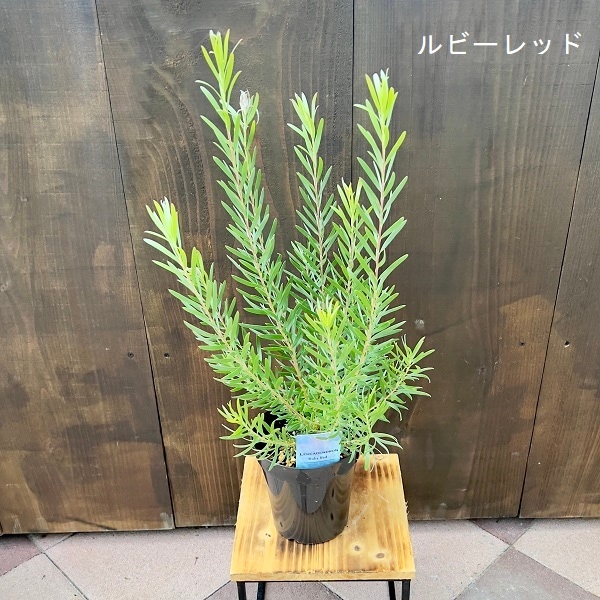 苗 鉢花 観葉植物：リューカデンドロン*各種選べます 5号 リュウカ
