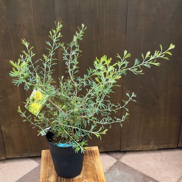 花苗 観葉植物：グレビレア レモンサプリーム*5号 オージープランツ