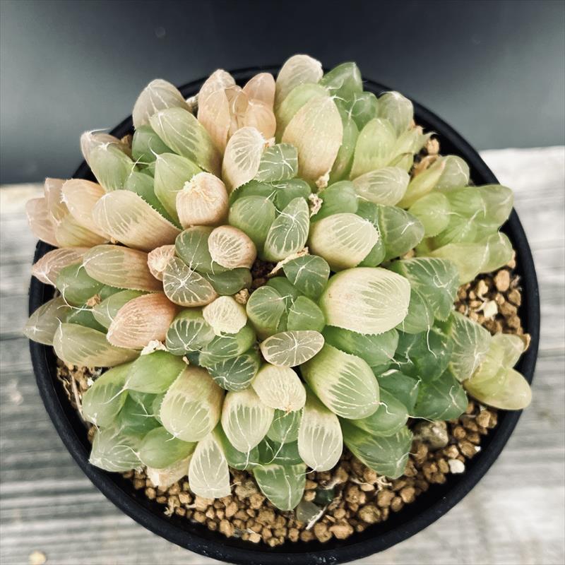 ☆特価☆多肉植物：ハオルチア ピリフェラ 群生*幅9cm | サボテン