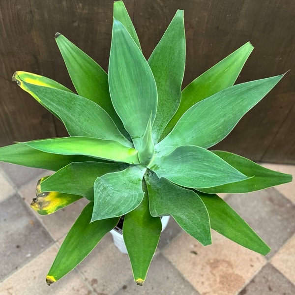 観葉植物：アガベ アテナータ*8号プラポット 現品をお届け | 観葉植物