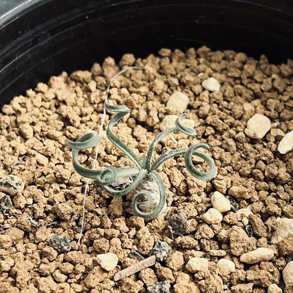 球根植物：ゲチリス sp*葉幅3cm 現品 一品限り | サボテン＆多肉植物