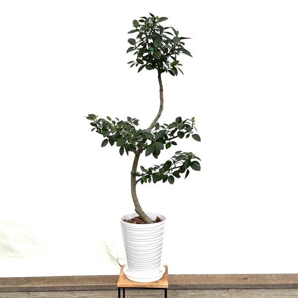 おしゃれ 観葉植物：フランスゴムの木*鉢植え (プラ受皿付) 大型ヤマト