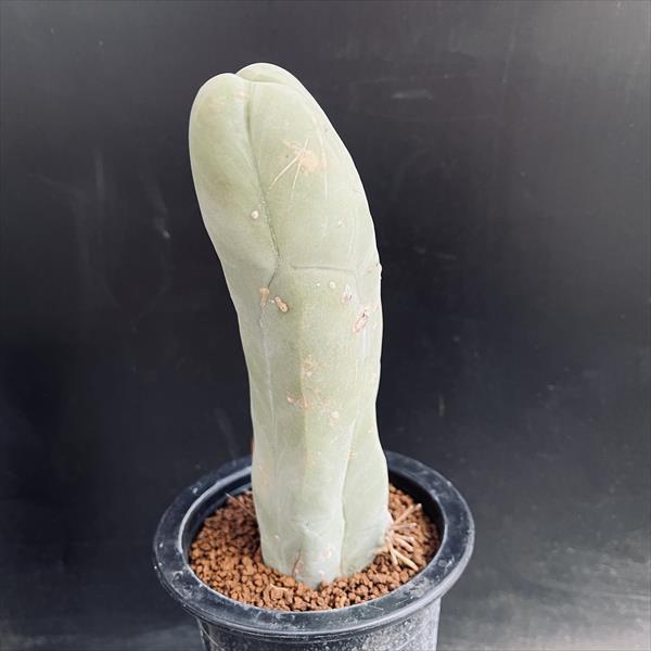 サボテン：トリコケレウス 珍宝閣 なるほど柱*幅5cm 現品！一品限り