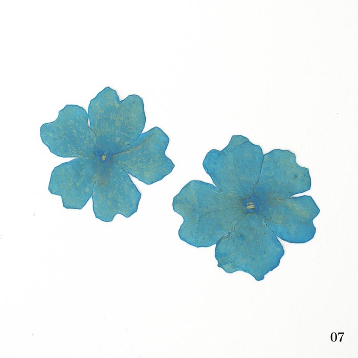 ドライフラワー（押し花） ターコイズ【封入資材/封入パーツ/レジン