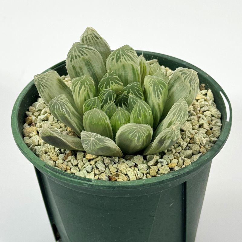 ハオルチア ピリフェラ 錦 11cmスリット鉢 苗 園芸 ガーデニング 通販