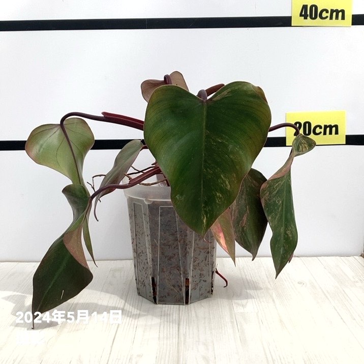 現品お届け】フィロデンドロン ストロベリーシェイク 5号ネガミエル