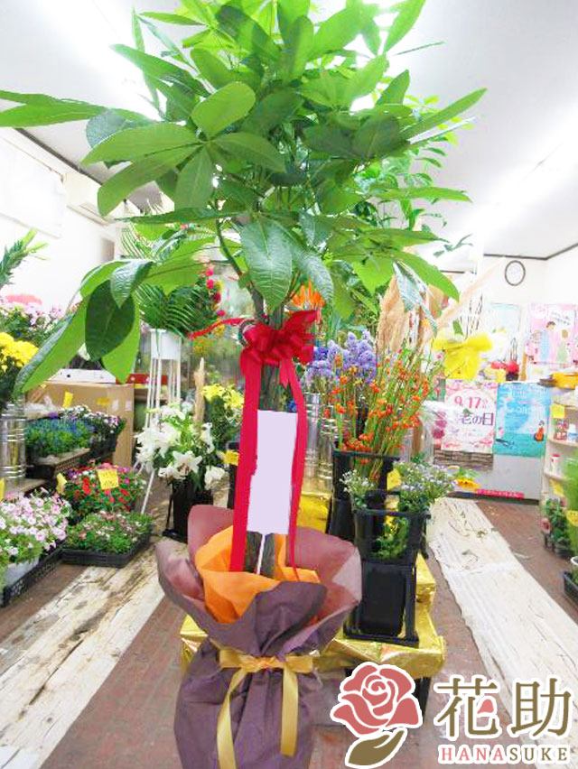 観葉植物【パキラ】 20000円 | 観葉植物 | 【花助】祝花・厳選花屋から
