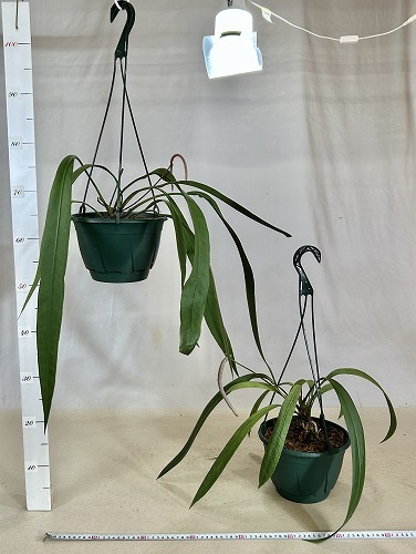 現品】アンスリューム・ ビタルフォリアム 7号 G3番 アンスリウム