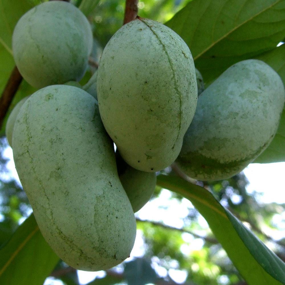 ポポー 品種：ミッチェル【果樹苗 2年生 接木苗 5号鉢／1個】｜ 【植物