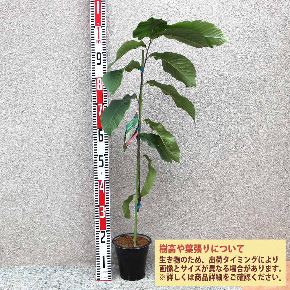 ピーターソンポポー 品種：ジェナンドー【果樹苗 2年生 接木苗 5号鉢